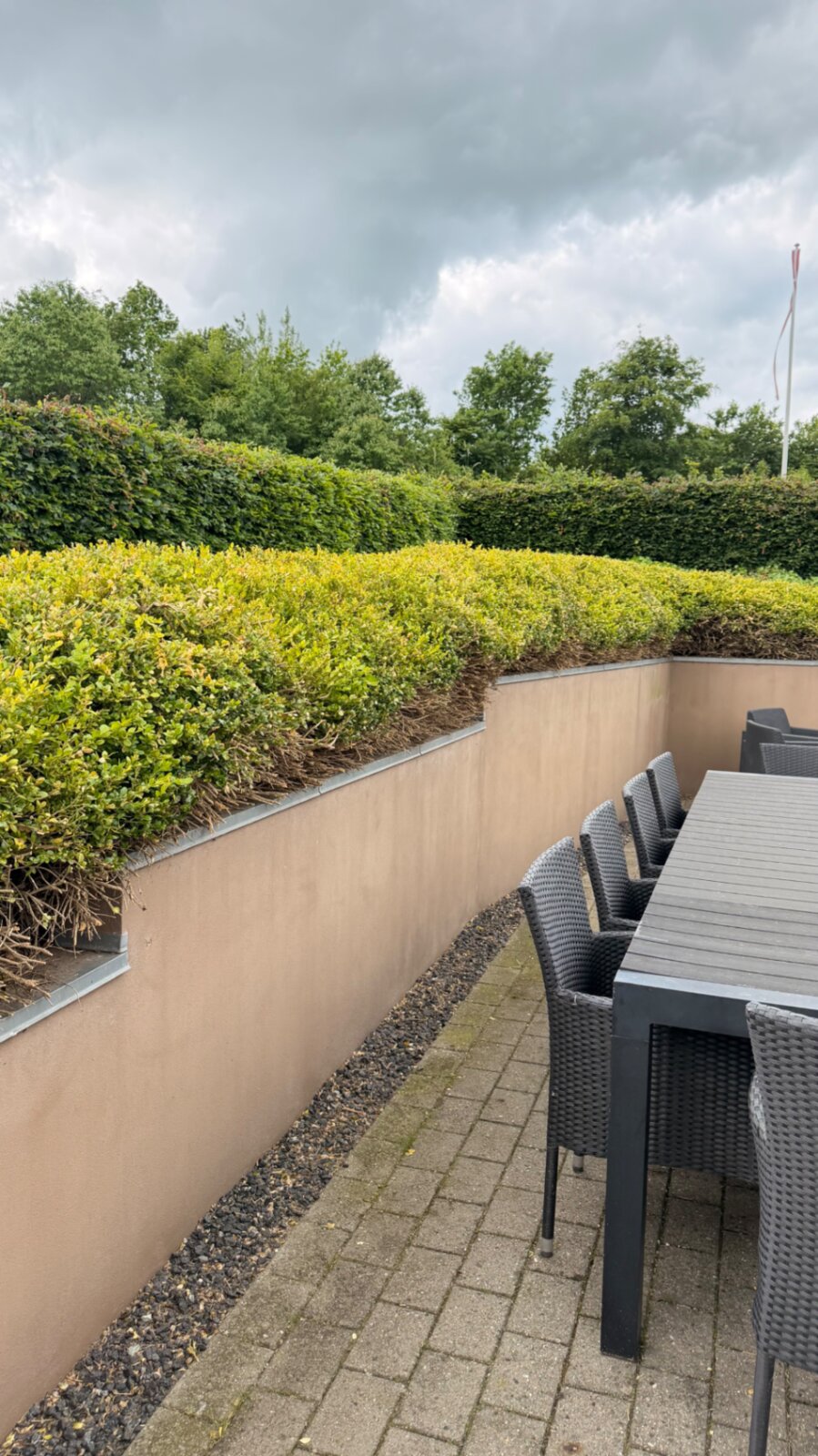 Før hækklipning: overgroet og uensartet hæk ved terrasse i Trekantområdet