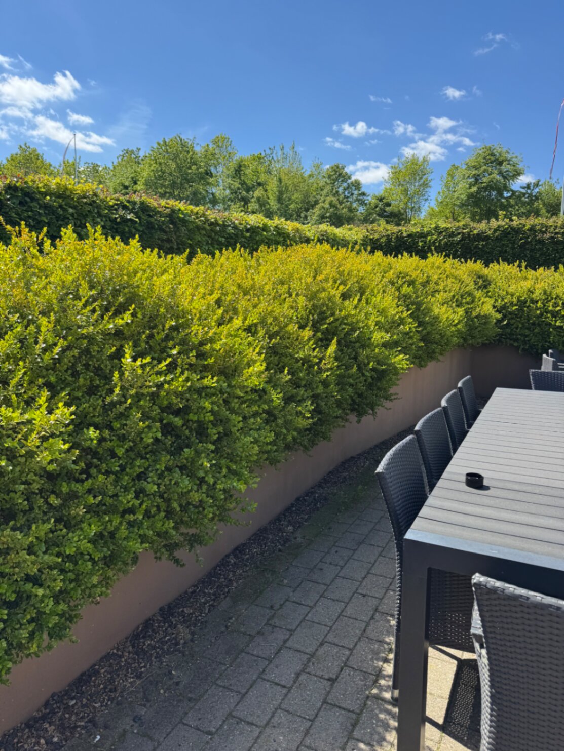 Efter hækklipning: skarp og jævn hæk ved terrasse efter havehjælp